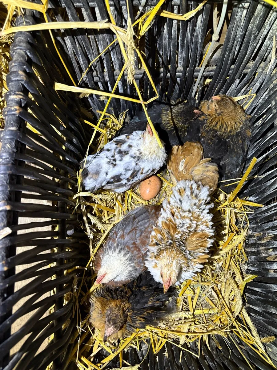 Pekin cockerels frizzle - Image 2