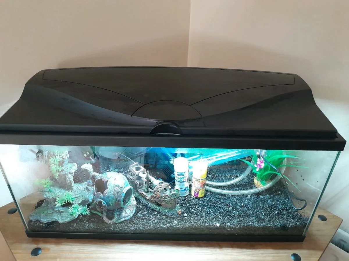 Fish tank + ects - Image 1