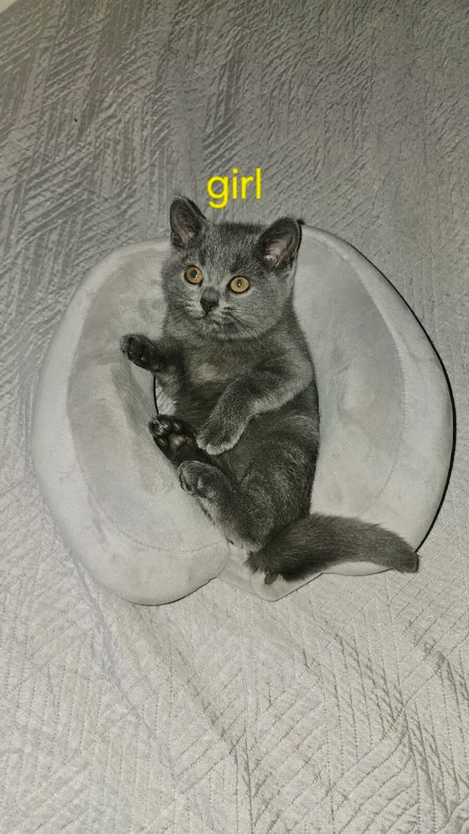 British Shorthair Kittens - Image 2