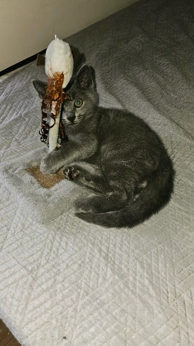 British Shorthair Kittens - Image 4