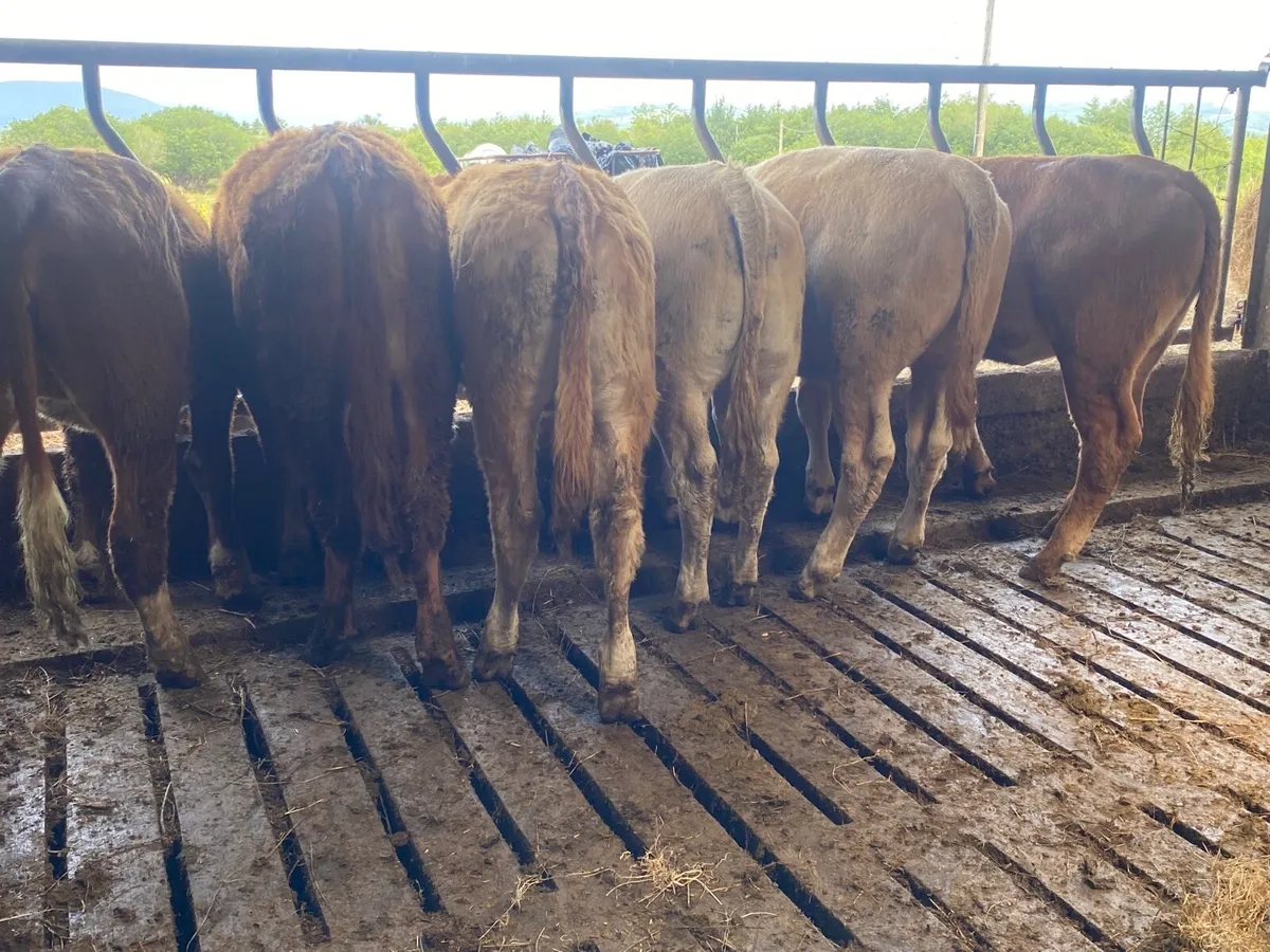 6 Super Weanling Heifers - Image 1
