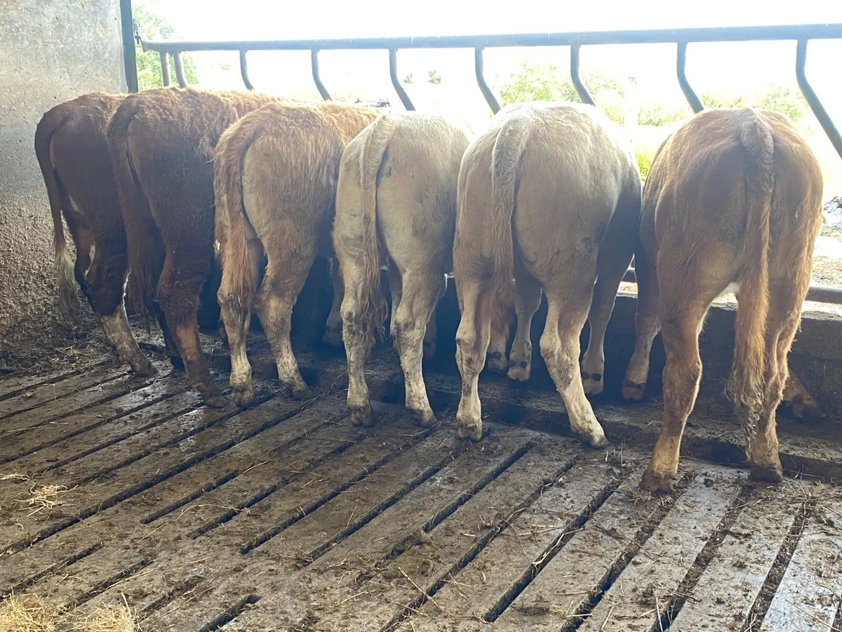 6 Super Weanling Heifers - Image 2
