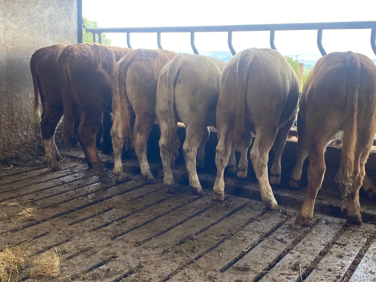 6 Super Weanling Heifers - Image 3