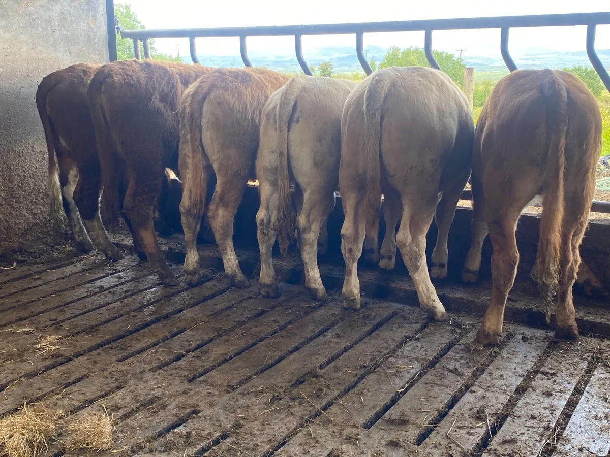 6 Super Weanling Heifers - Image 4