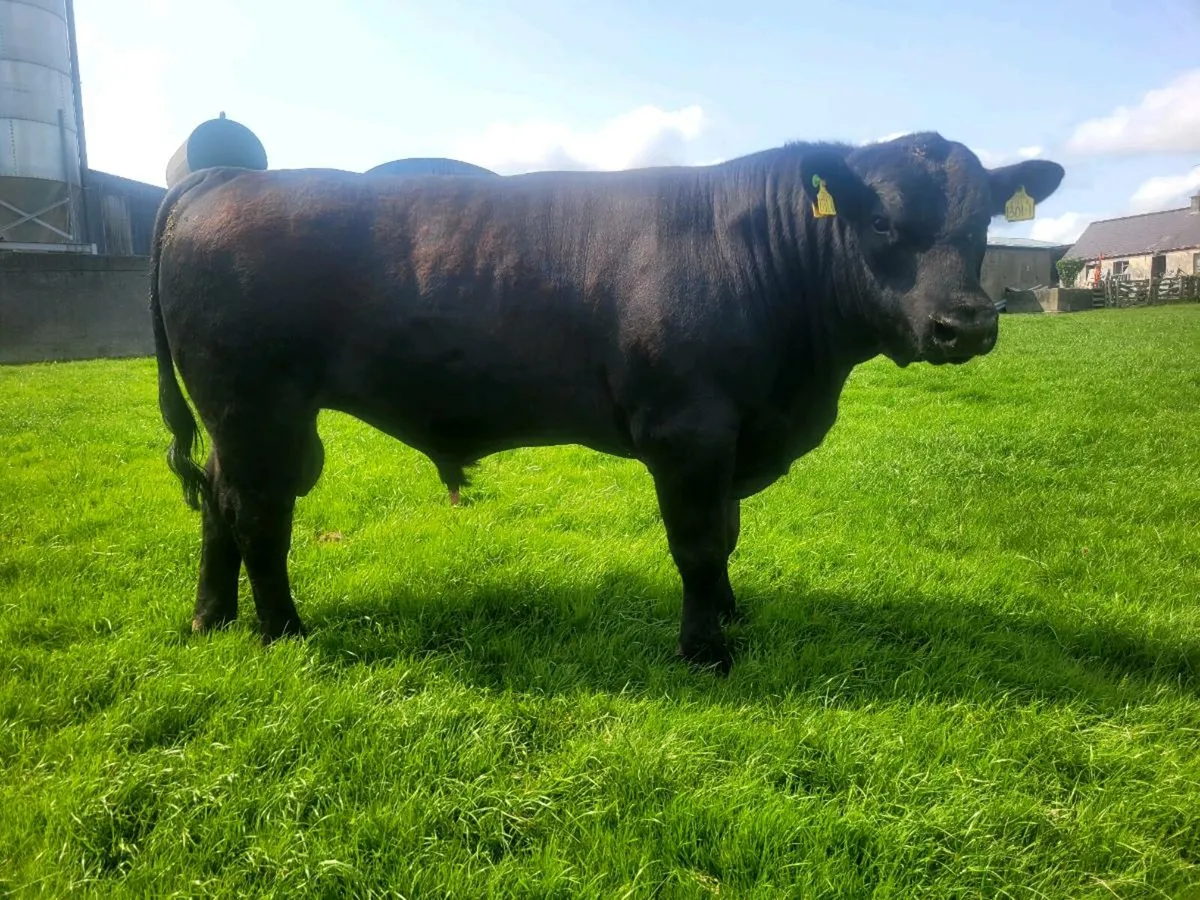 Pedigree Angus Bull