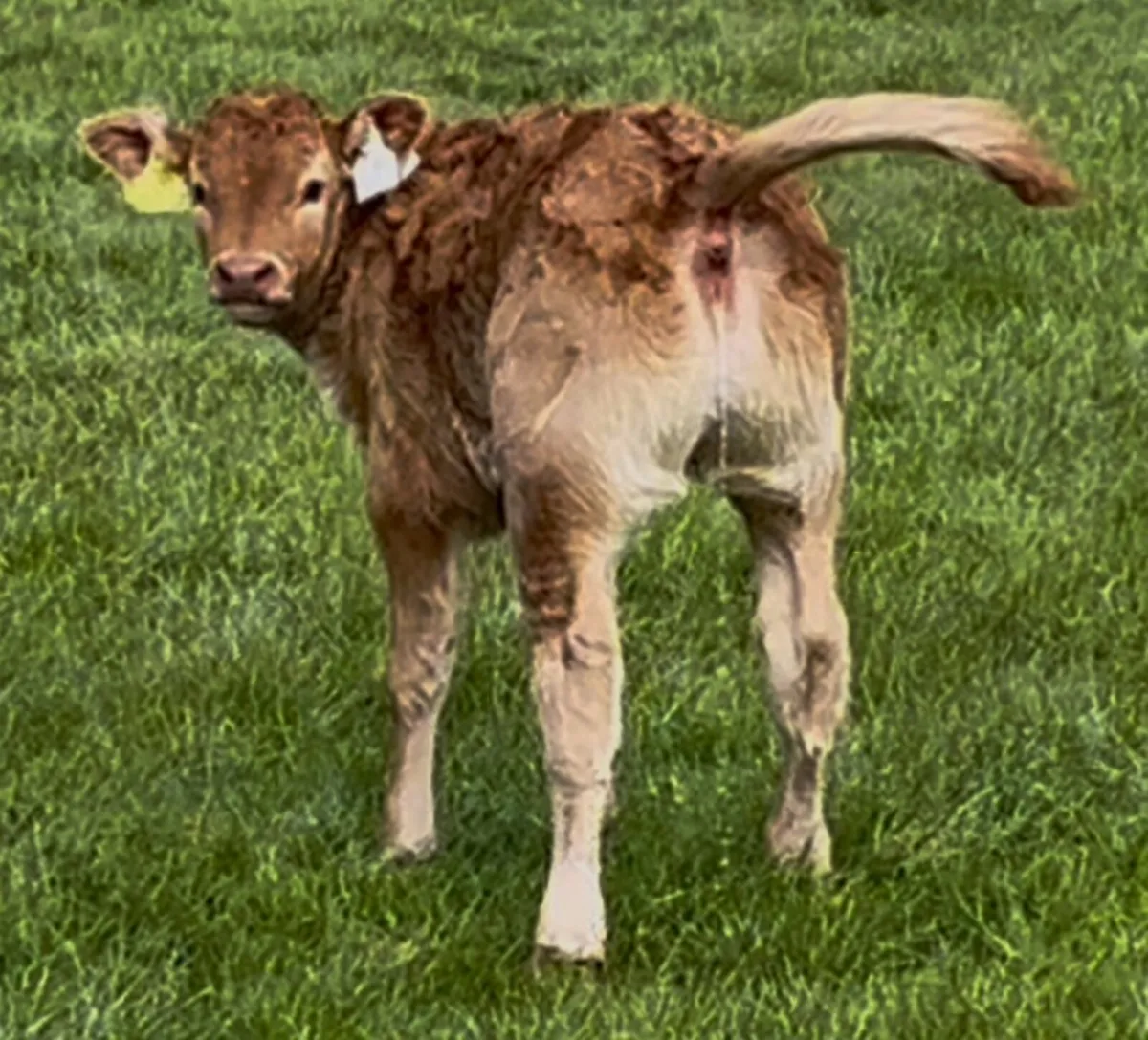 Quiet Limousin Bull - Image 3