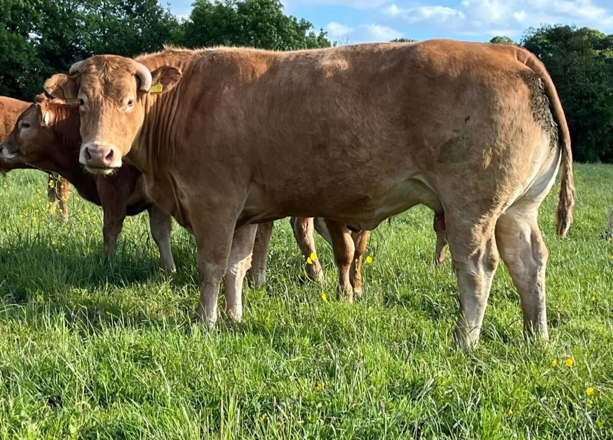 Quiet Limousin Bull - Image 4