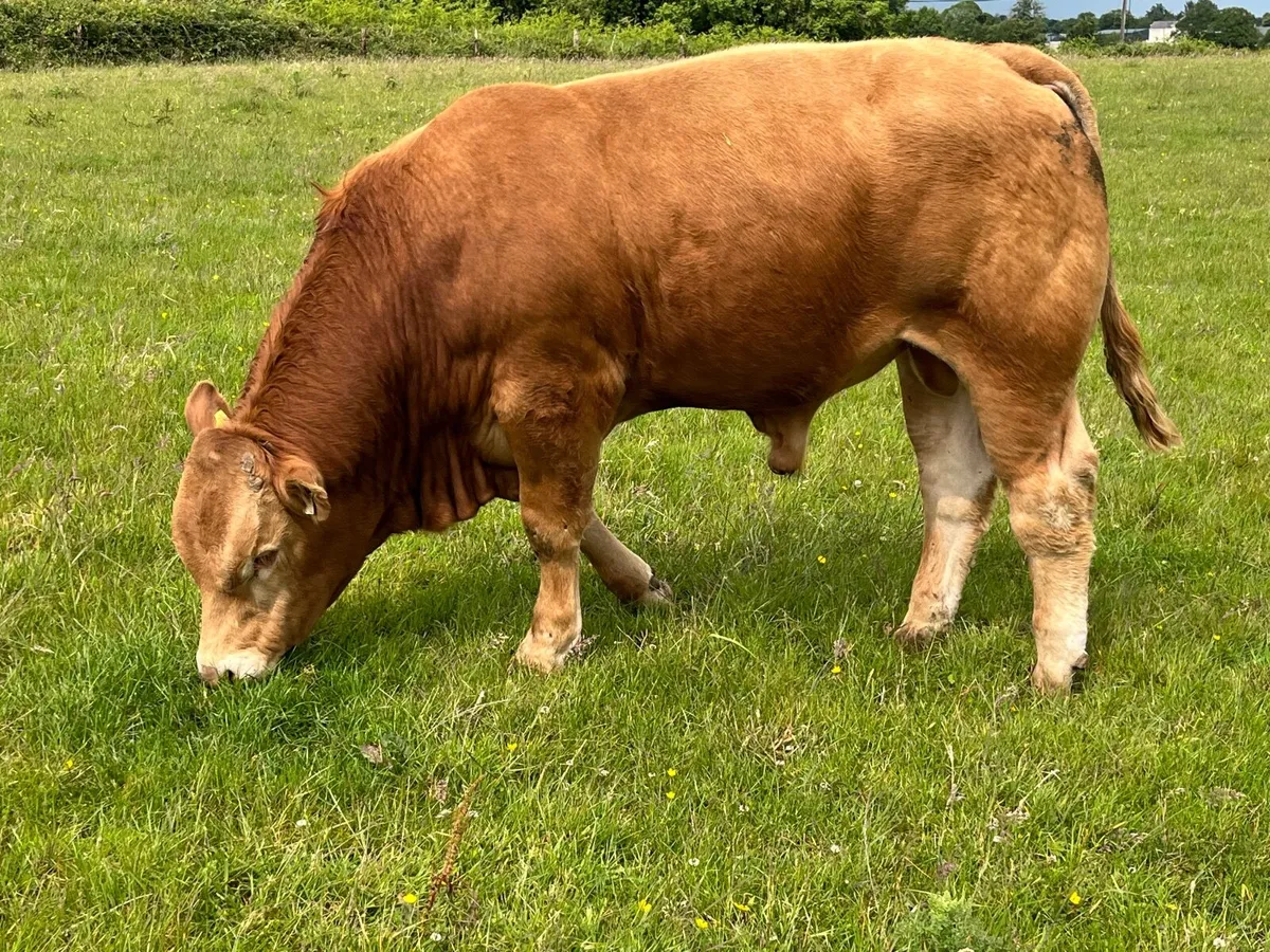 Quiet Limousin Bull - Image 1