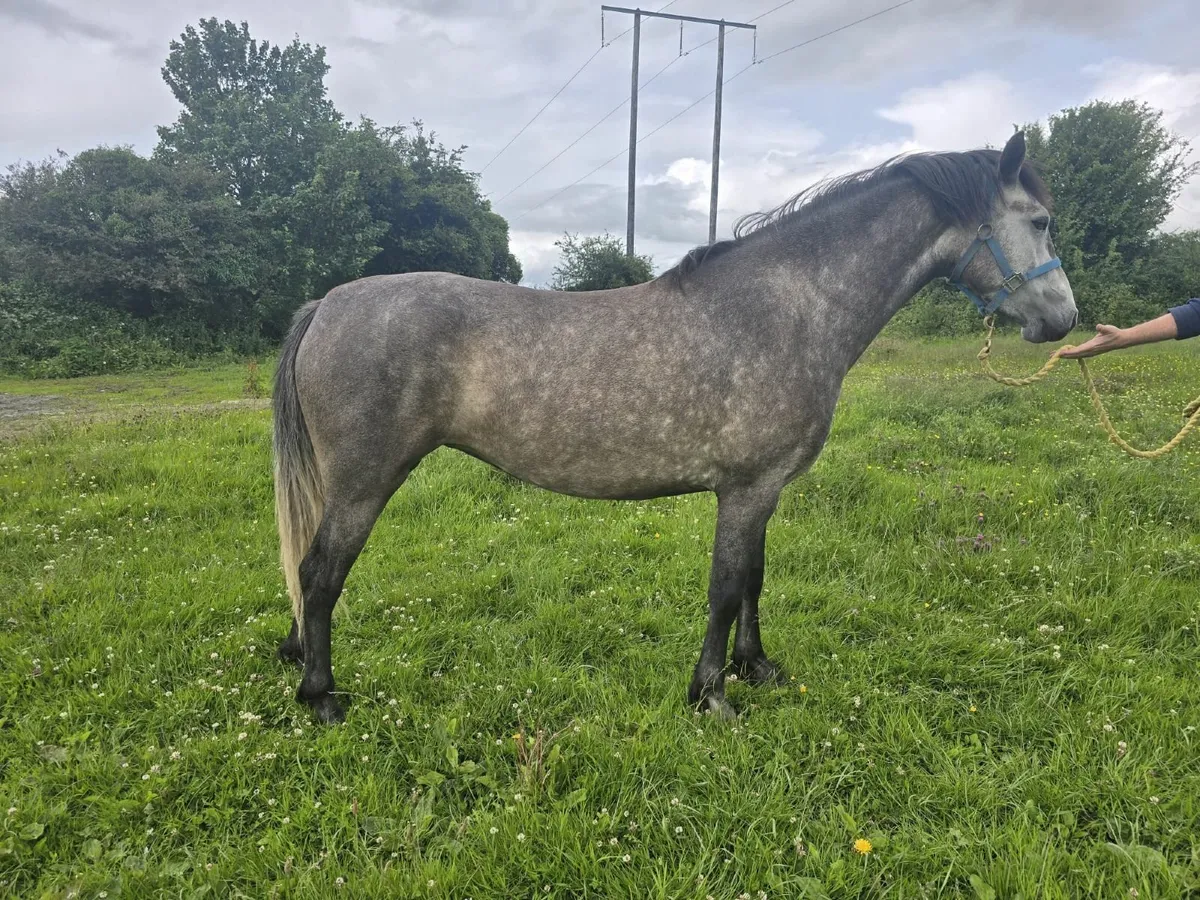 Connemara 3yr old Filly - Image 1