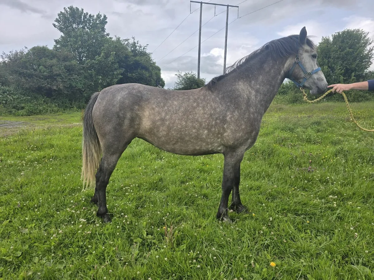 Connemara 3yr old Filly - Image 2