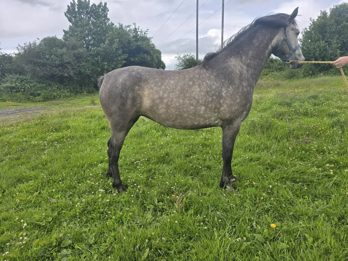 Connemara 3yr old Filly - Image 3