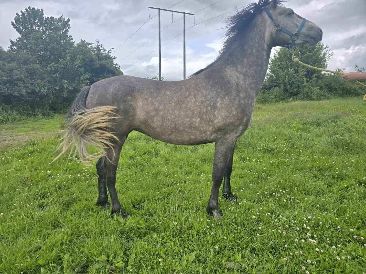 Connemara 3yr old Filly - Image 4