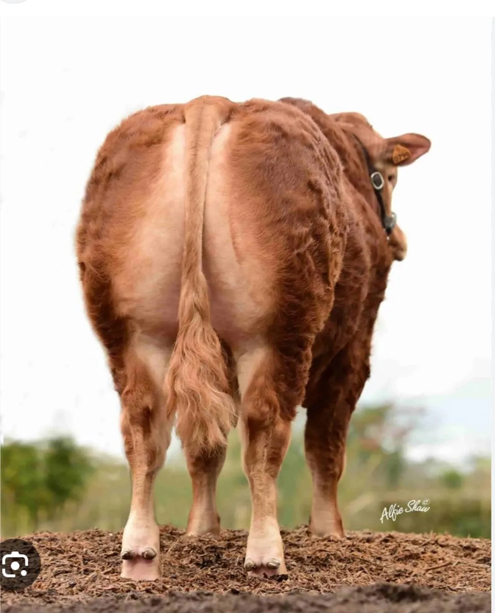 Quiet Limousin Bull - Image 2