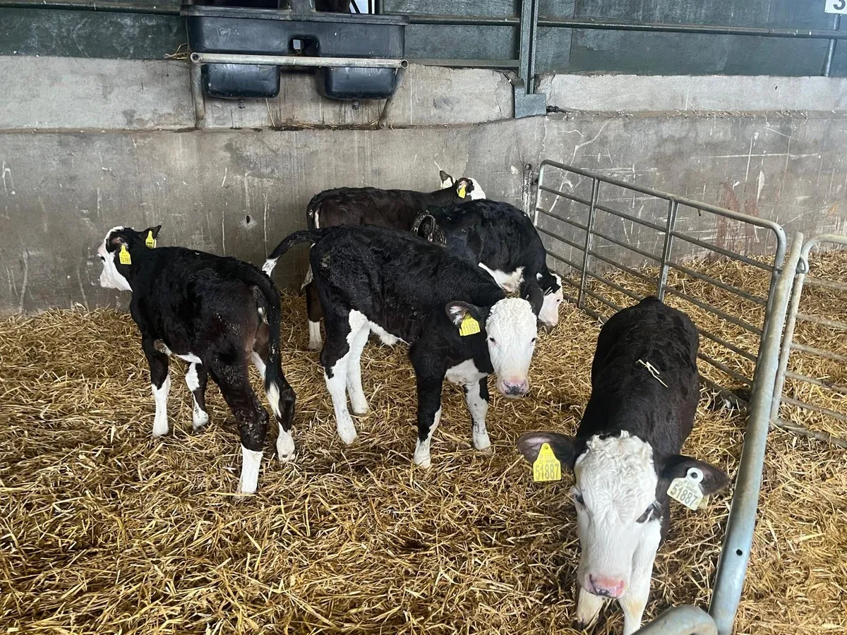 6  reared Hereford heifers - Image 1