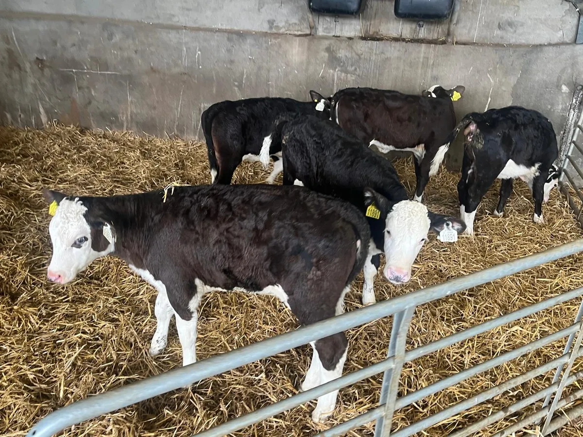 6  reared Hereford heifers - Image 2