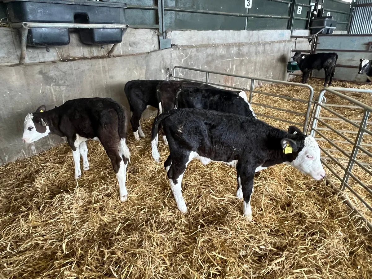 6  reared Hereford heifers - Image 3