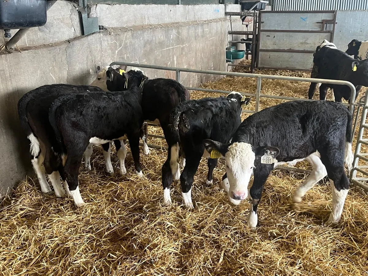 6  reared Hereford heifers - Image 4