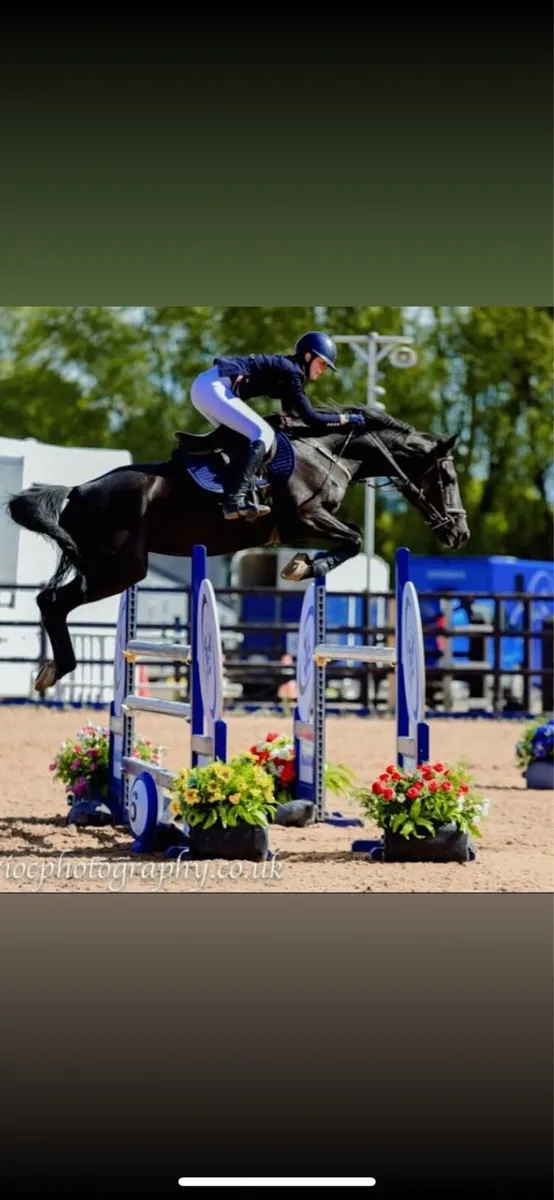 16.2hh showjumping mare - Image 1
