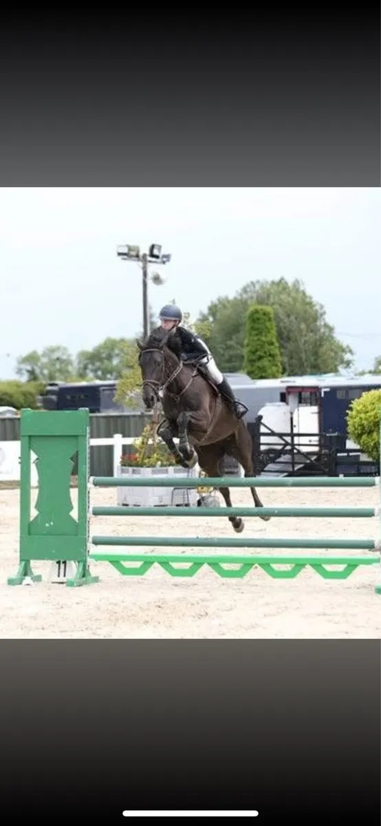 16.2hh showjumping mare - Image 2