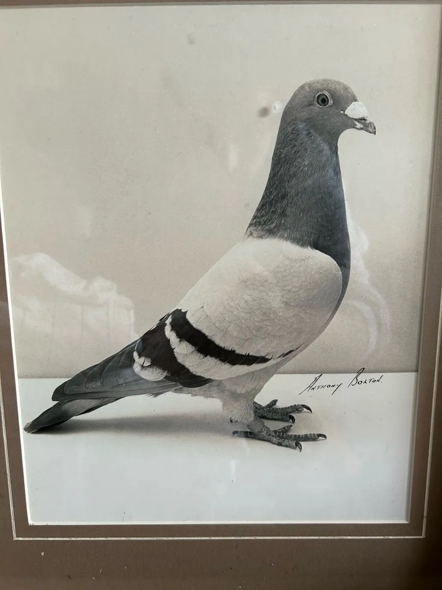 Van Loon Pigeons - Image 1