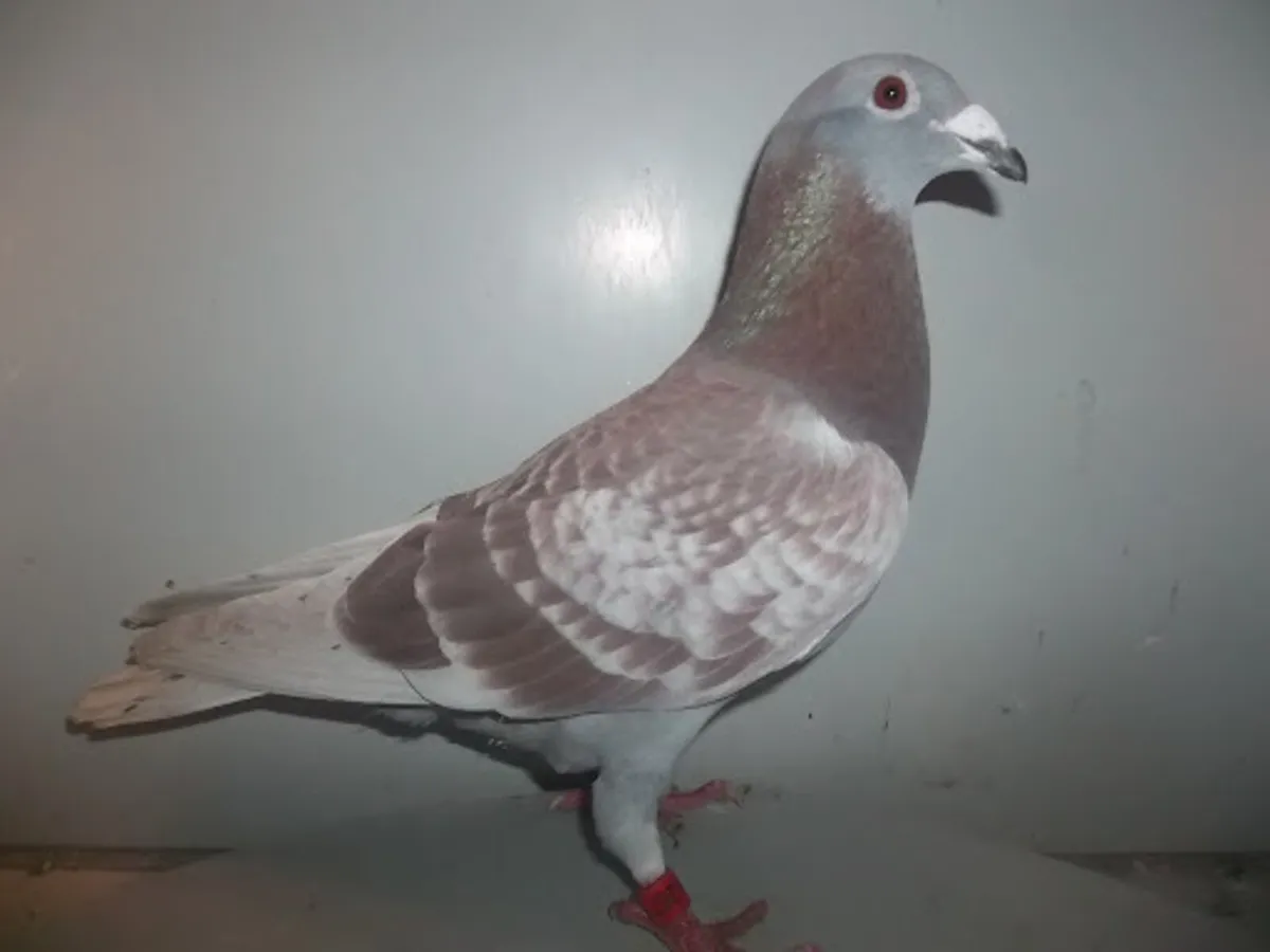 Van Loon Pigeons - Image 2