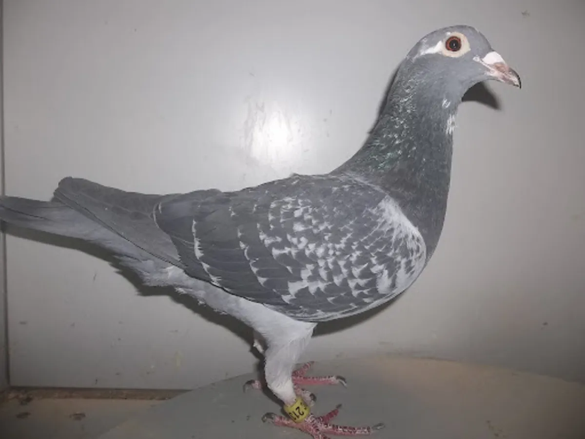 Van Loon Pigeons - Image 3