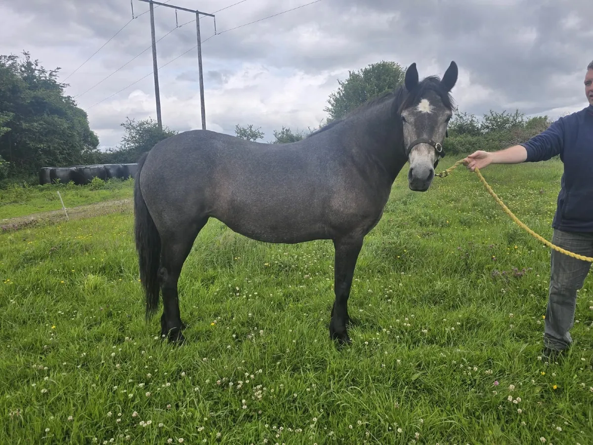 Connemara 3yr old Filly - Image 1