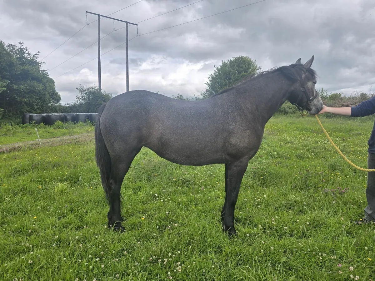 Connemara 3yr old Filly - Image 2