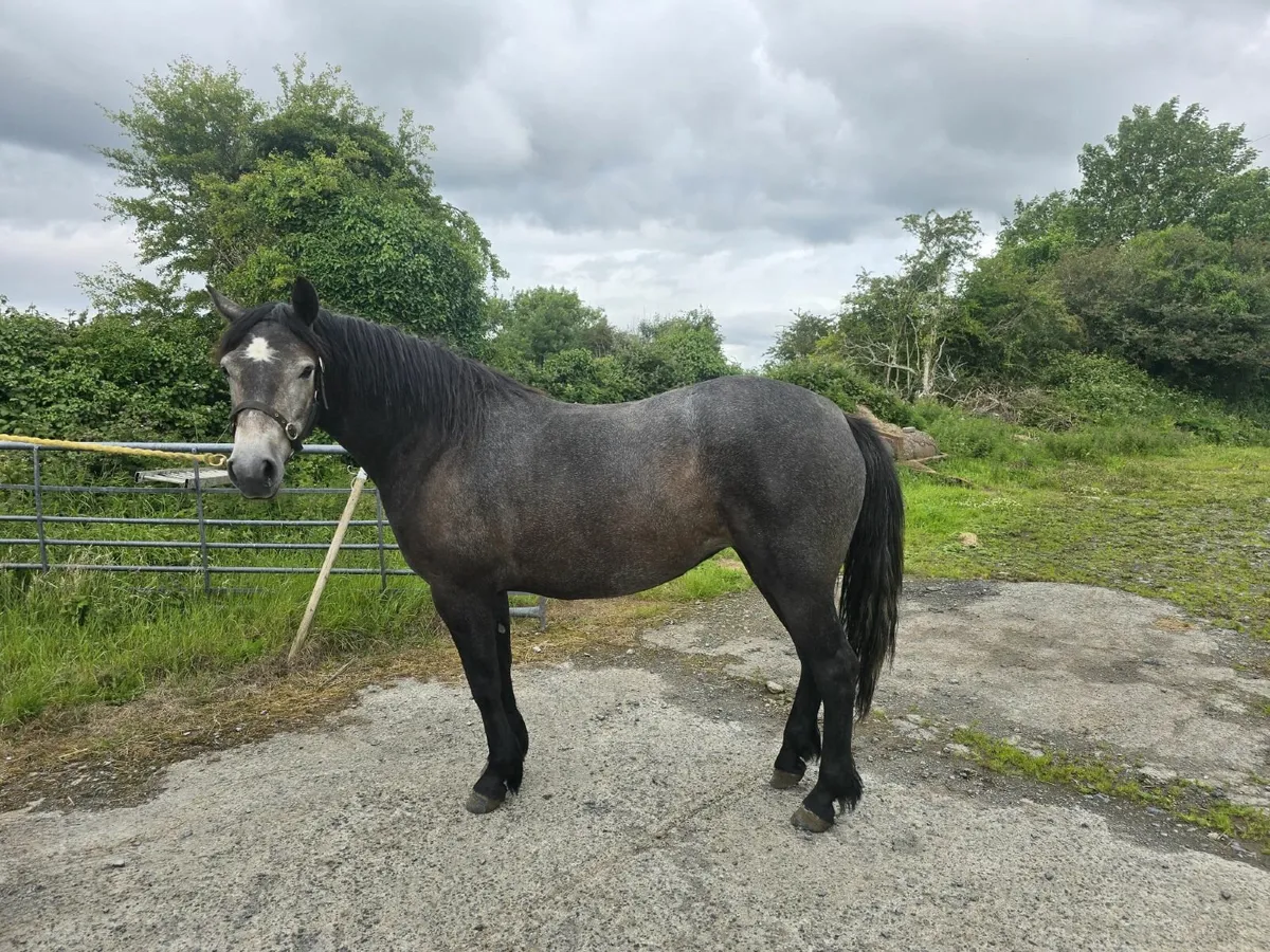 Connemara 3yr old Filly - Image 3