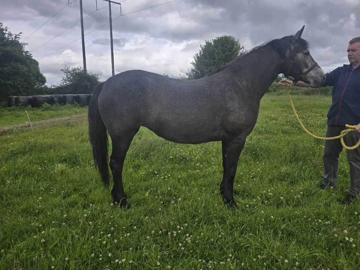 Connemara 3yr old Filly - Image 4