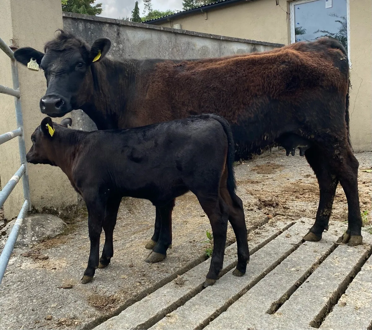 ⭐️Angus heifer and heifer calf⭐️ - Image 1