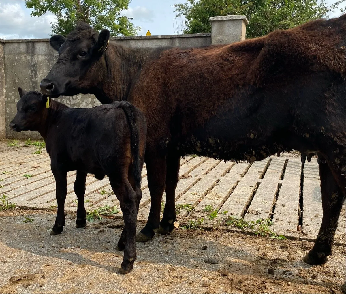 ⭐️Angus heifer and heifer calf⭐️ - Image 2