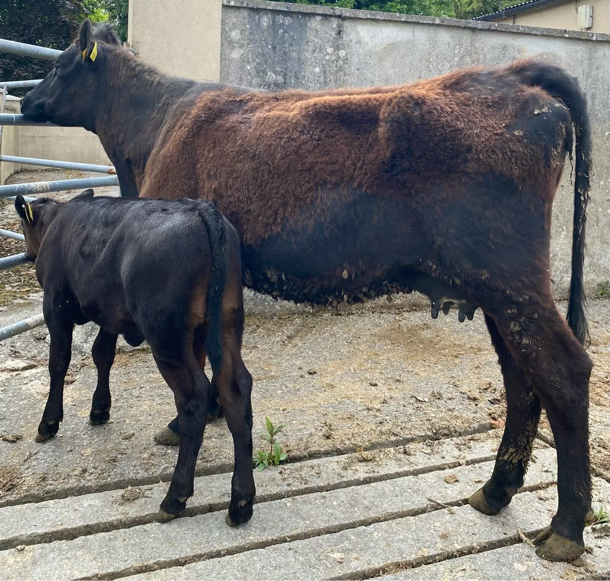 ⭐️Angus heifer and heifer calf⭐️ - Image 3