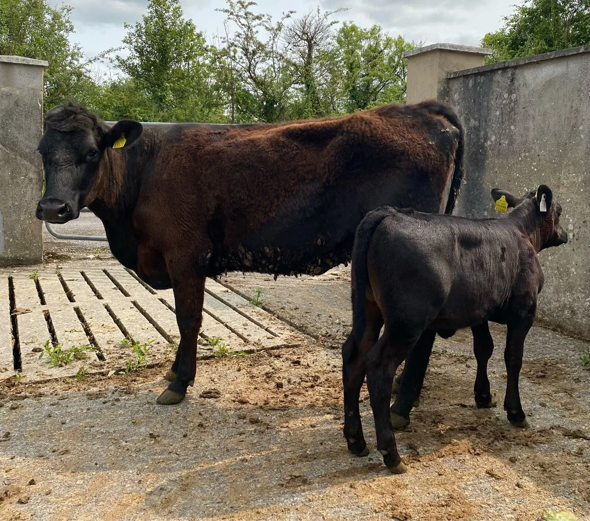 ⭐️Angus heifer and heifer calf⭐️ - Image 4