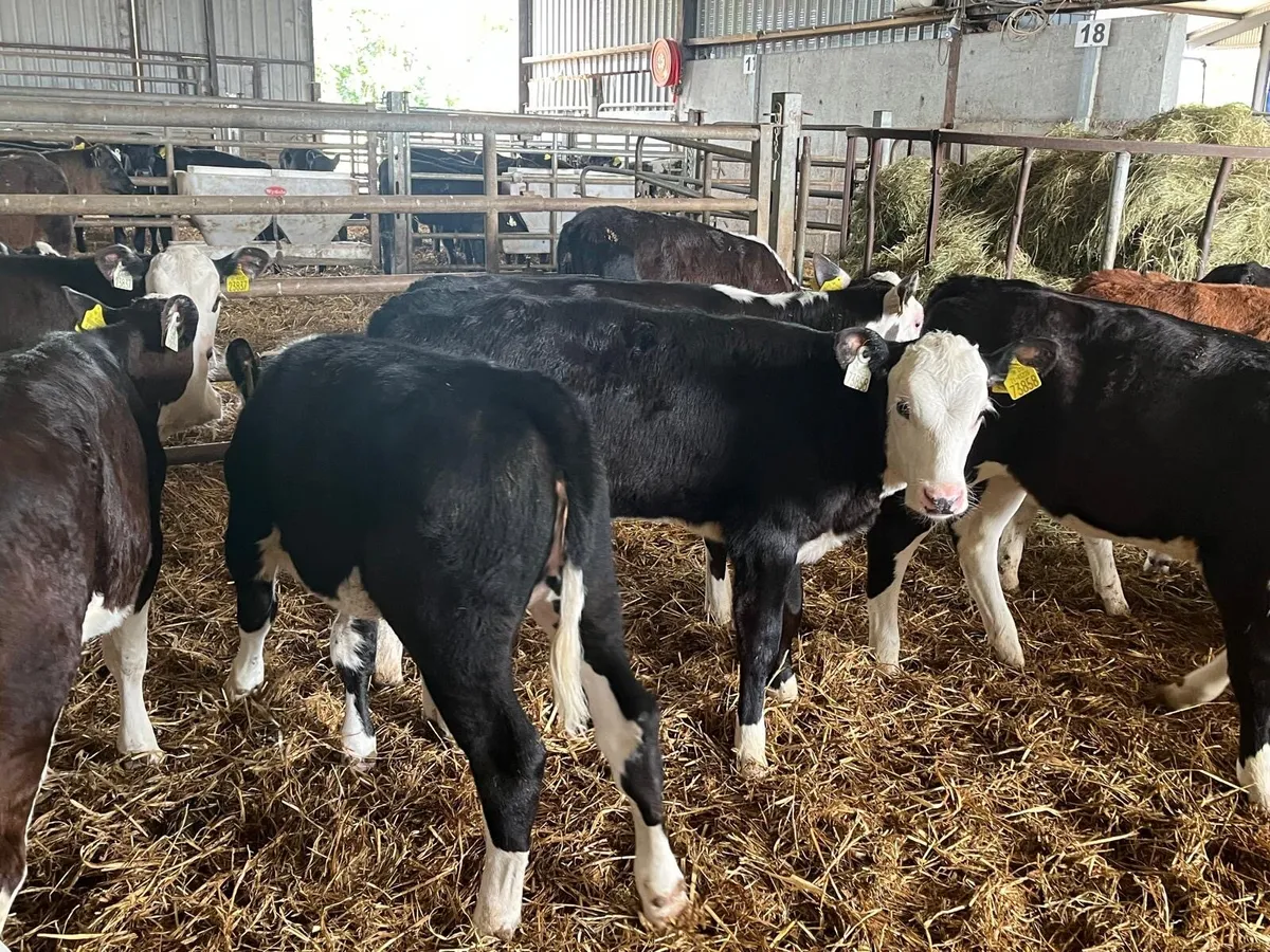 15 super Hereford runner heifers - Image 1