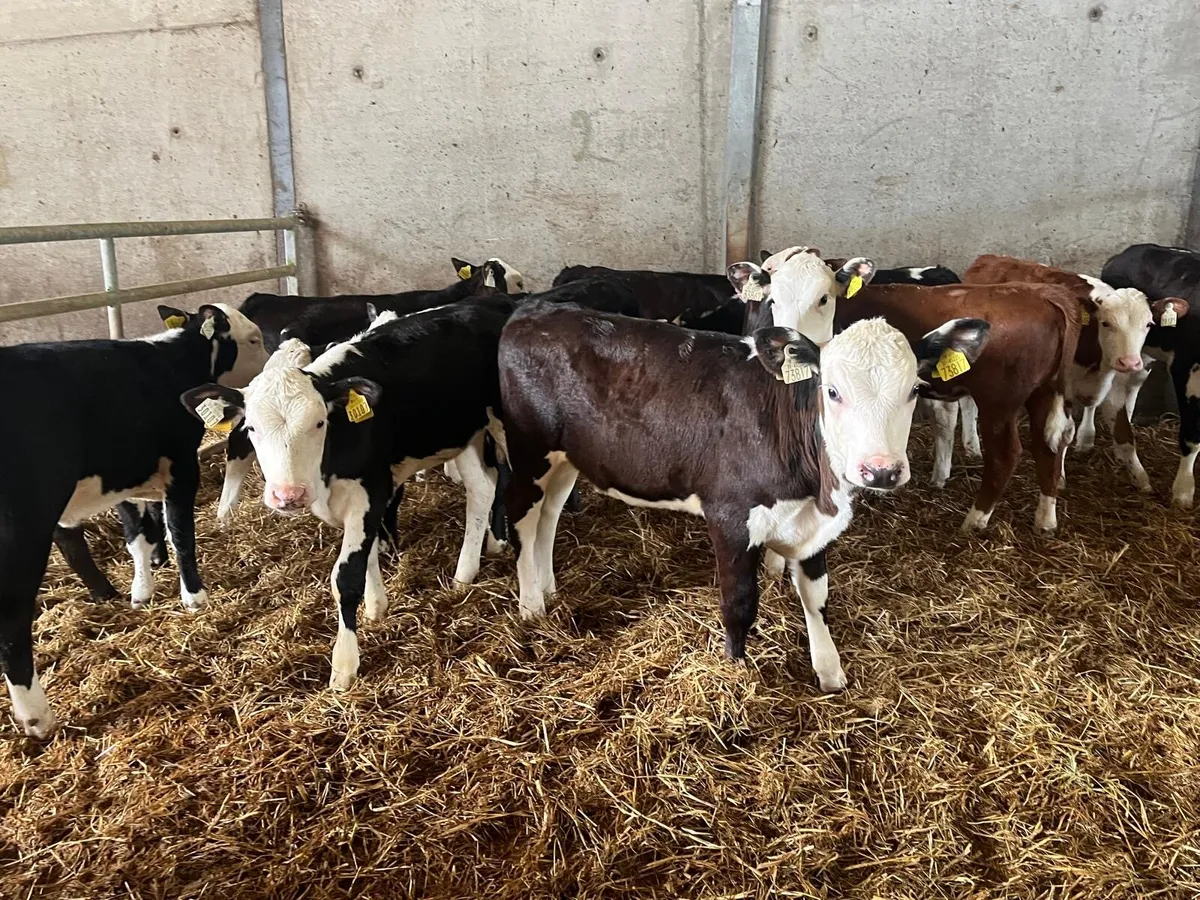 15 super Hereford runner heifers - Image 2