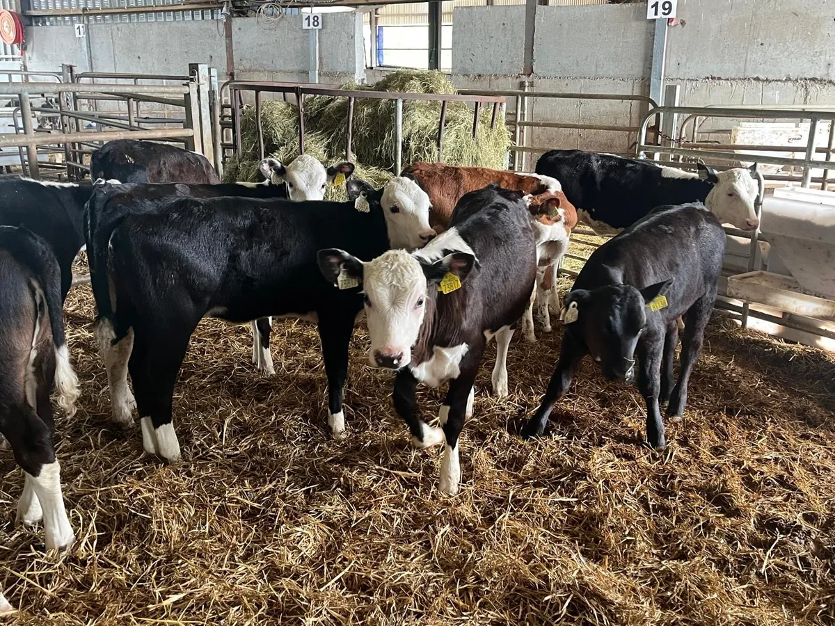 15 super Hereford runner heifers - Image 3