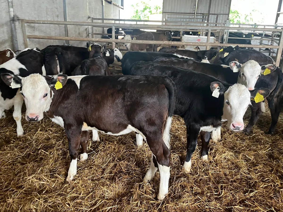 15 super Hereford runner heifers - Image 4