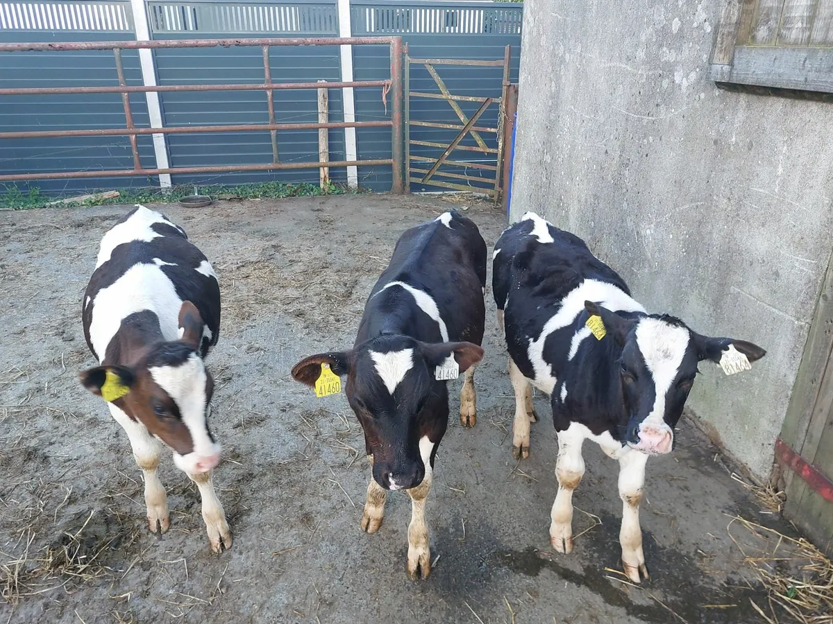 Fresian Bull calves - Image 1