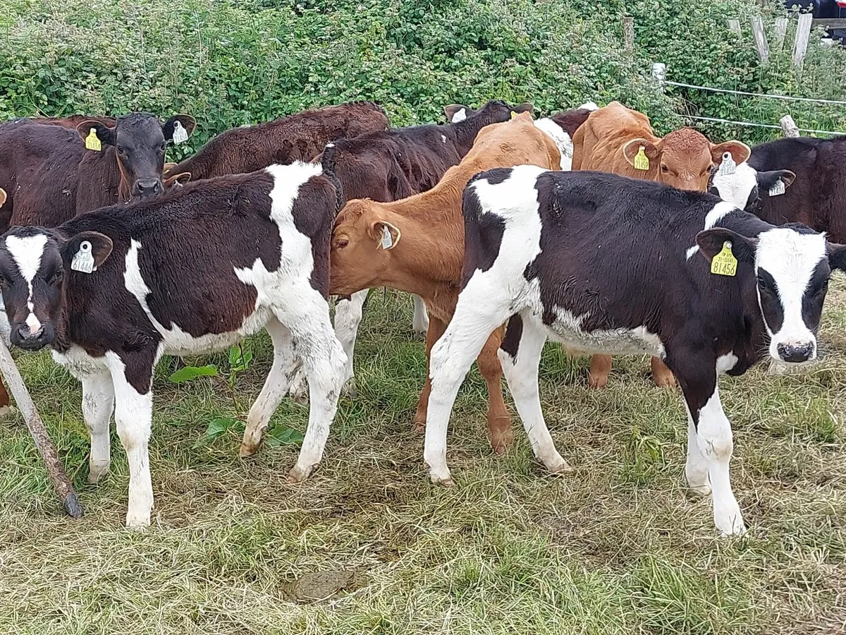 Fresian Bull calves - Image 2