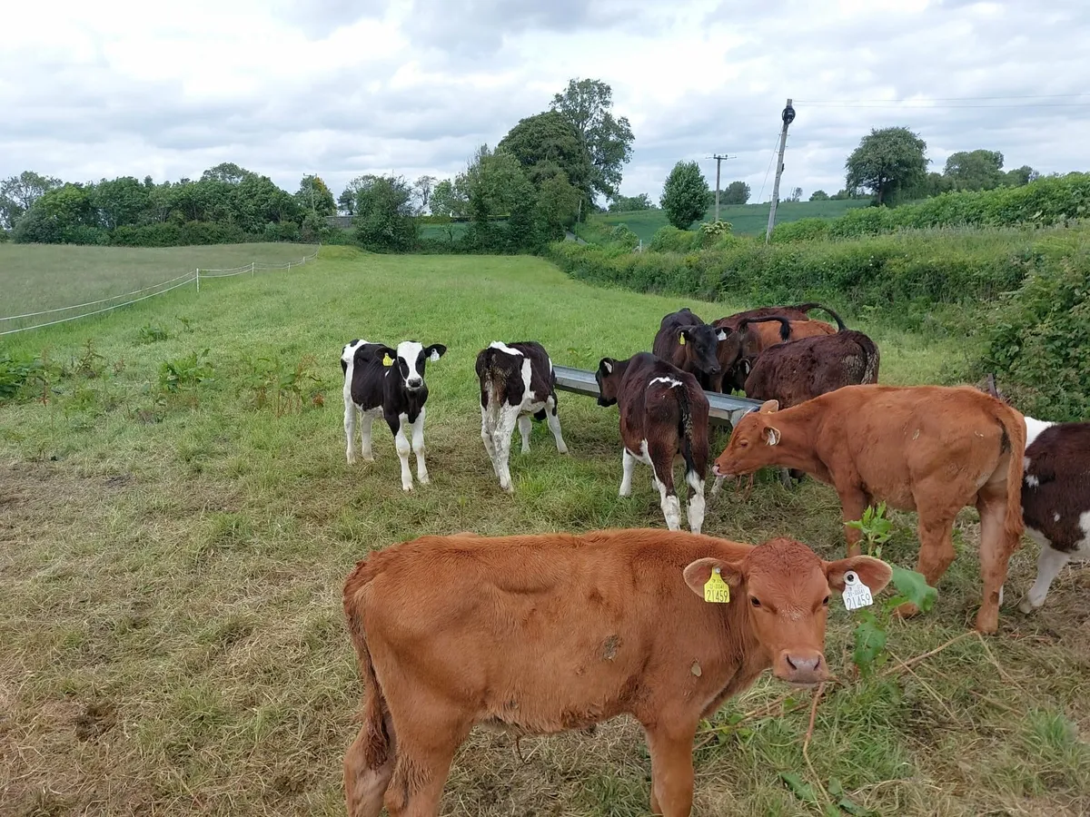 Fresian Bull calves - Image 3