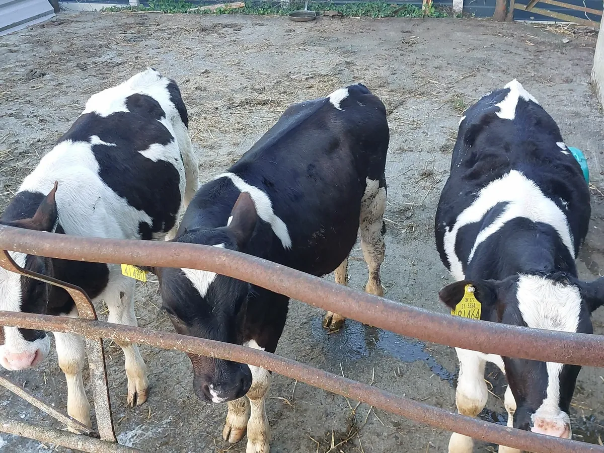Fresian Bull calves - Image 4