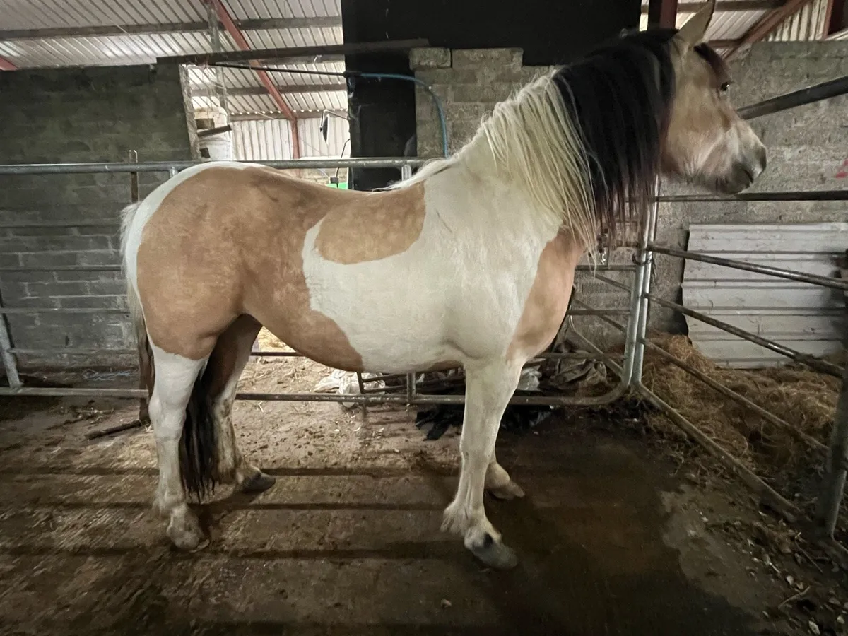 2 Year Old Filly - Image 1