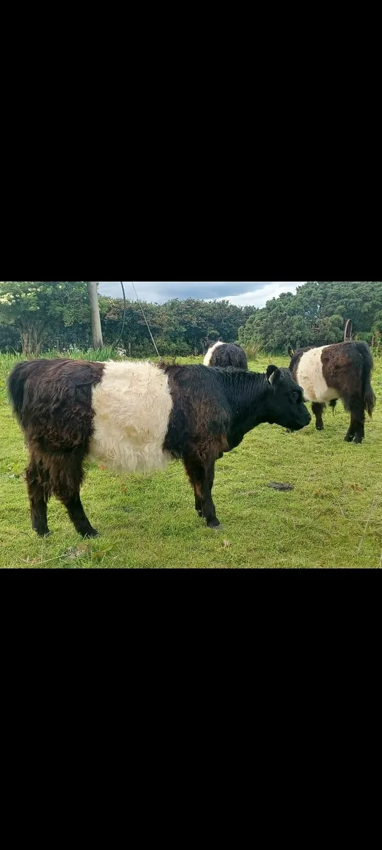 Belted Galloway Heifers - Image 1