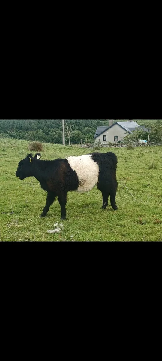 Belted Galloway Heifers - Image 3
