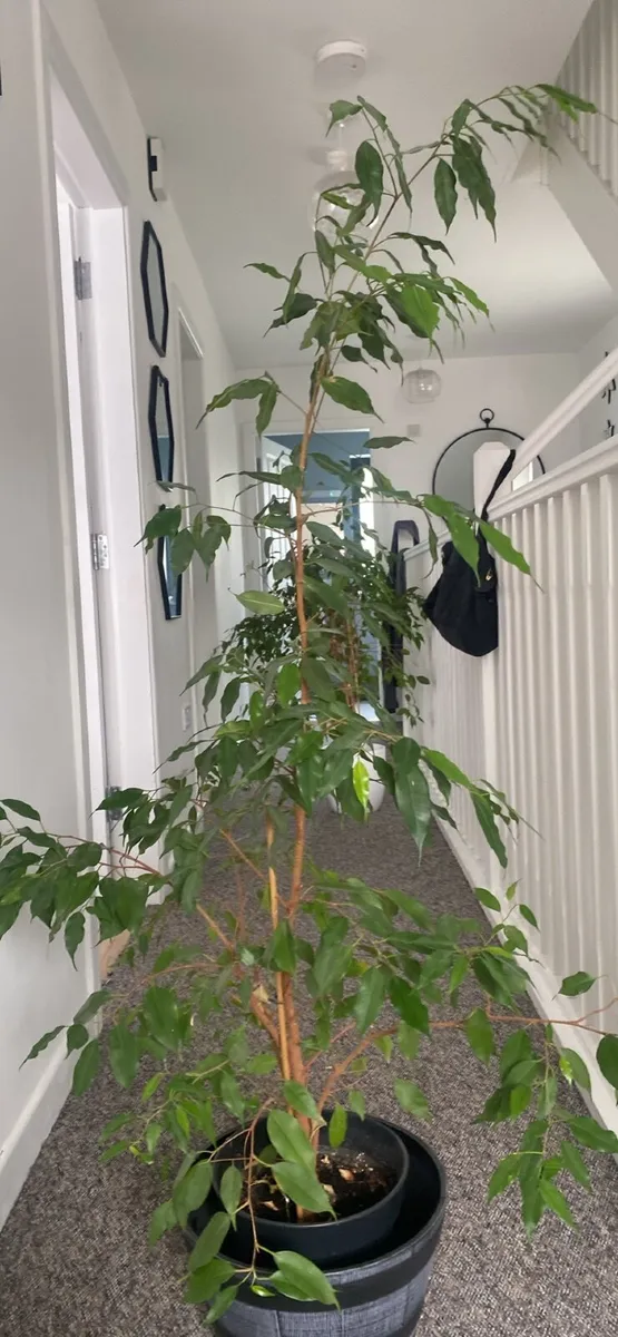 Big plant - Image 1