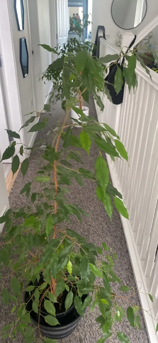 Big plant - Image 2
