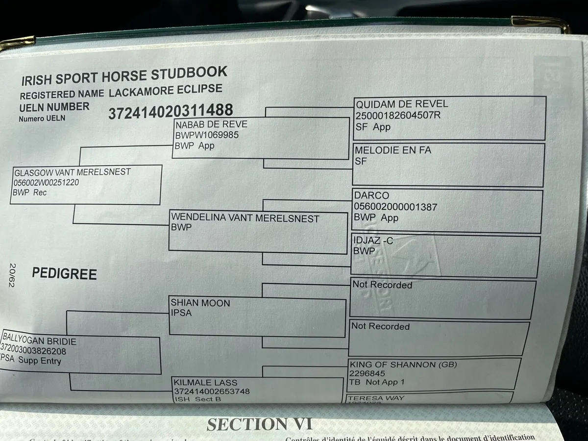 16.2hh showjumping mare - Image 3