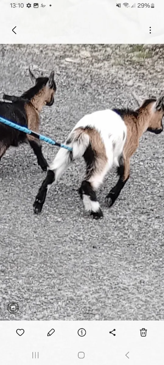 Pygmy goat kid - Image 1