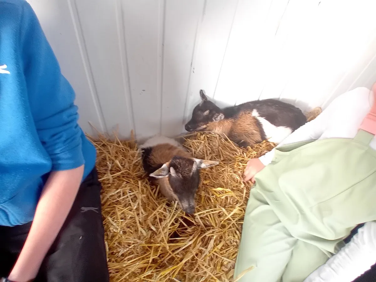 Pygmy goat kid - Image 2